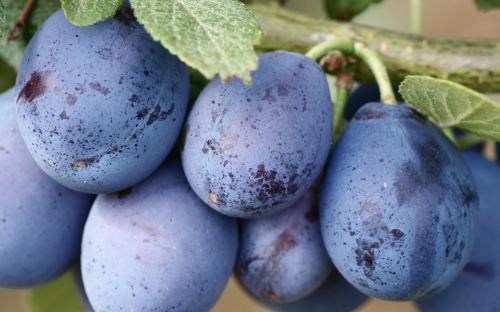 Blue Violet damsons