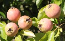 Brandy perry pear trees