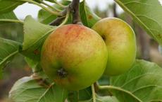 Coul Blush apple trees