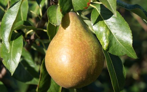 Fondante d'Automne pears