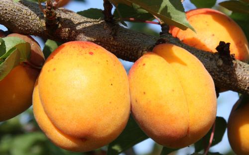 Goldcot apricots