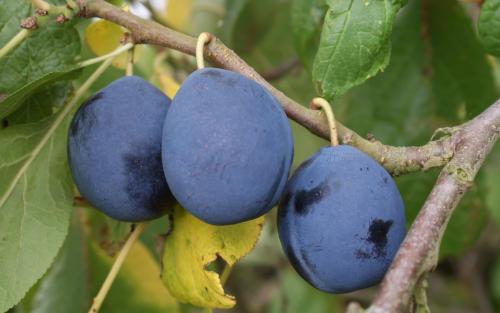 Hauszwetsche German Prune plums