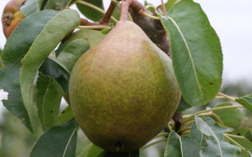 Hendre Huffcap pears