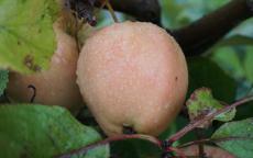 Hidden Rose apple trees