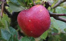 Jumbo apple trees