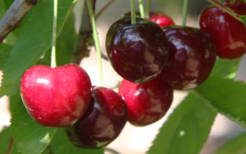 Knight's Early Black sweet cherries