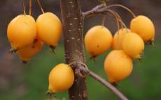 Comtesse de Paris crab apple trees