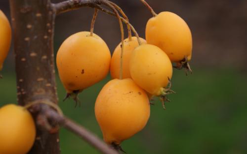 Malus Comtesse de Paris crab apples