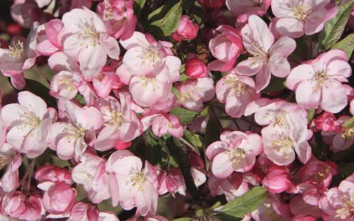 Malus Coralburst blossom