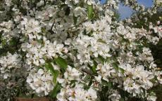 Donald Wyman crab apple trees