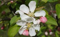 Donald Wyman crab-apple trees