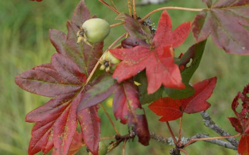 Malus trilobata Guardsman leaves