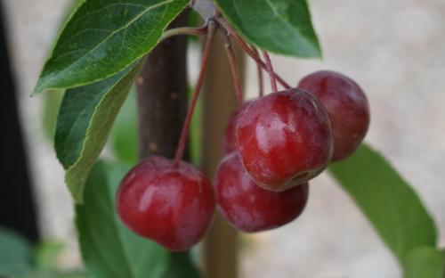  crab apples