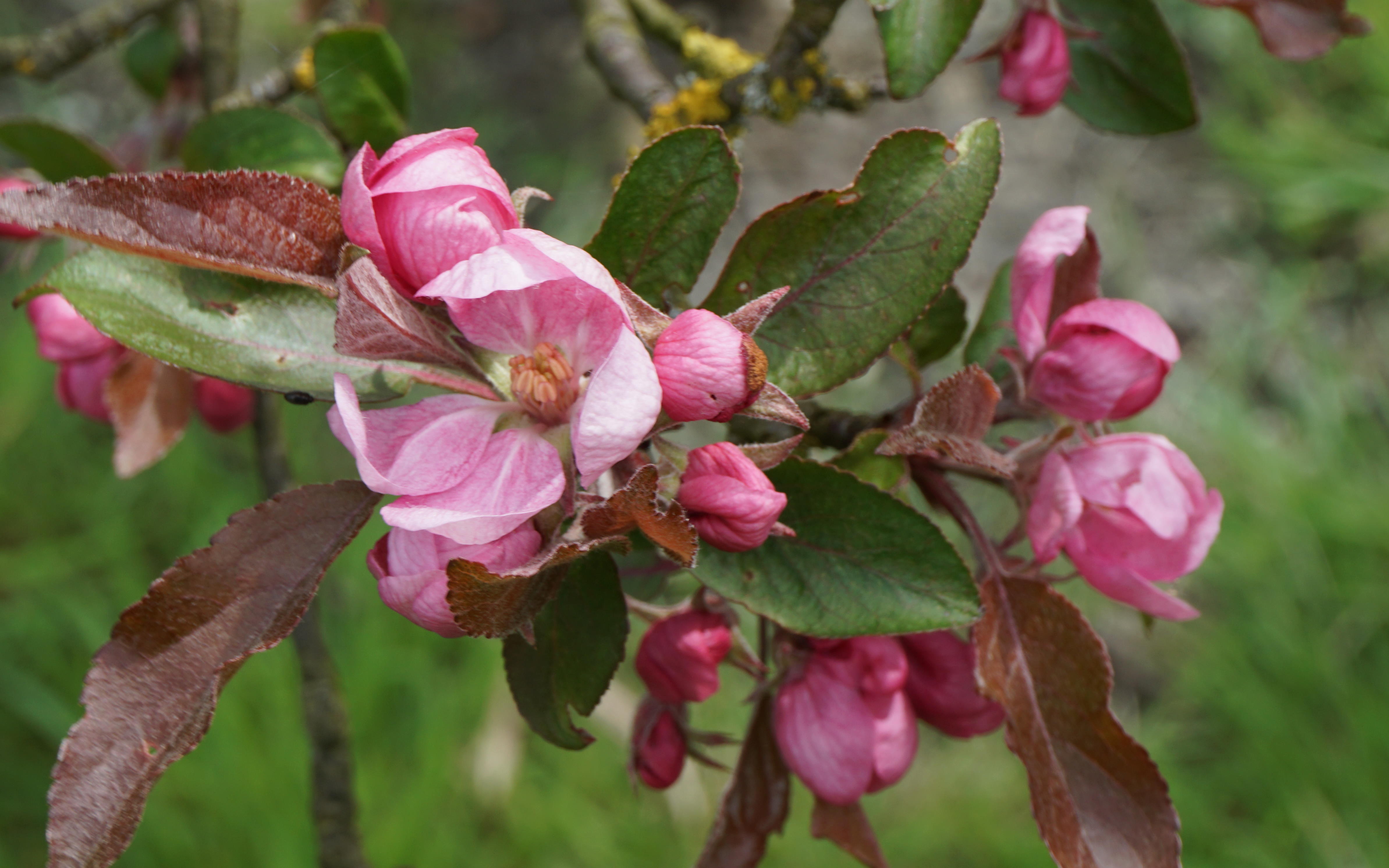 Malus hupehensis crab-apple trees