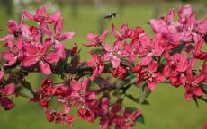 Purpurea Evelyn crab-apple trees