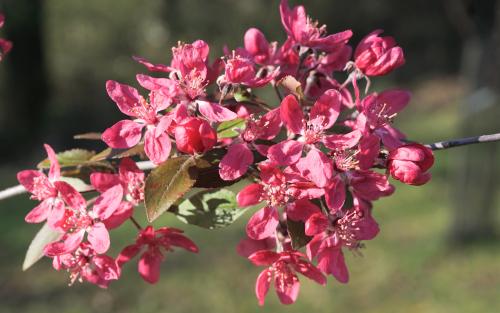 Malus ioensis Evelyn blossom