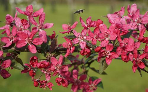 Malus ioensis Evelyn blossom