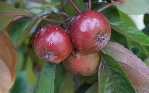 Evelyn crab apples