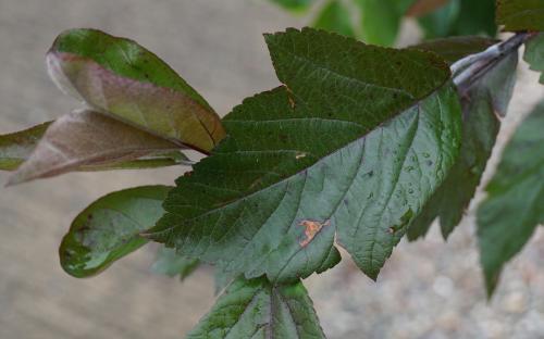 Malus ioensis Evelyn leaves