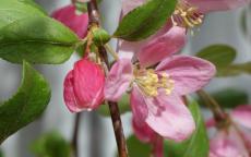 Louisa crab-apple trees