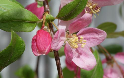 Malus Louisa blossom