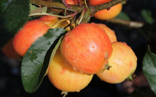 NUVAR Marble crab apples