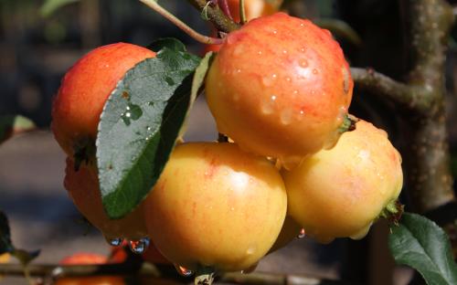 NUVAR Marble crab apples