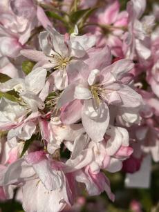 Pink Perfection crab-apple trees