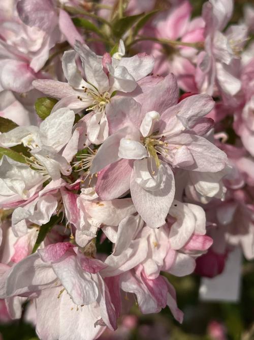 Malus Pink Perfection blossom