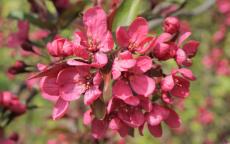 Prairie Fire crab apple trees