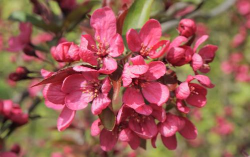 Malus Prairiefire blossom