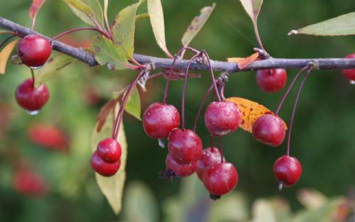 Prairiefire crab apples