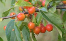 Professor Sprenger crab apple trees