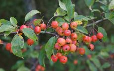 Professor Sprenger crab-apple trees