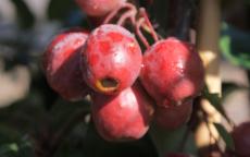 Red Obelisk crab apple trees