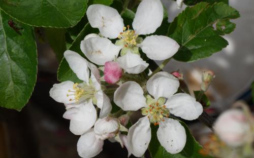 Malus Rosehip blossom