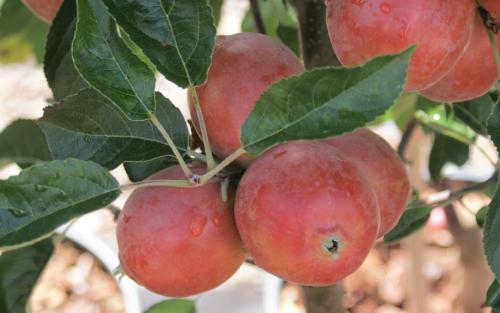 Rosehip crab apples