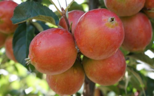 Rosehip crab apples