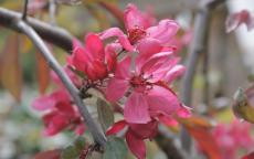 Royal Beauty crab-apple trees