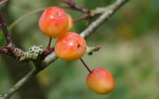 Rudolph crab-apple trees