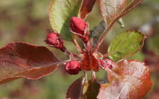 Rudolph crab-apple trees