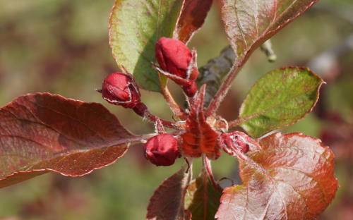 Malus Rudolph leaves