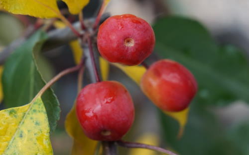 Rudolph crab apples