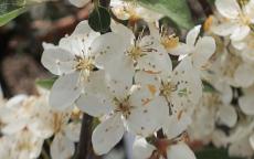 Tina crab-apple trees