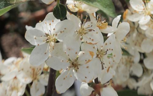 Malus Tina blossom