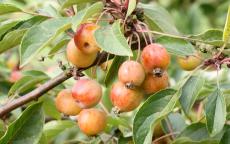 White Star crab-apple trees