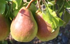 Moonglow pear trees