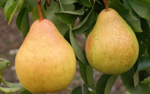 Moonglow pears