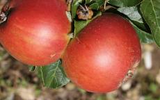 Queen Cox apple trees