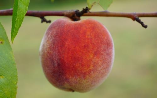 Redhaven peaches